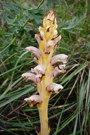 Orobanche alsatica subsp. libanotidis \ Bartlings Sommerwurz / Bartling's Broomrape, D Fridingen 8.7.2014