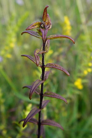 Odontites luteus / Yellow Bartsia, D Bruchsal 12.8.2014