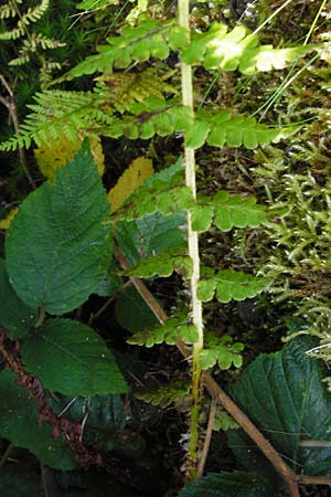 Oreopteris limbosperma \ Berg-Farn, Berg-Lappen-Farn / Sweet Mountain Fern, Lemon-Scented Fern, D Schwarzwald/Black-Forest, Hornisgrinde 11.9.2014