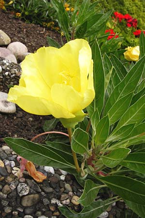 Oenothera macrocarpa \ Missouri-Nachtkerze / Missouri Evening Primrose, D Mainz 3.8.2014