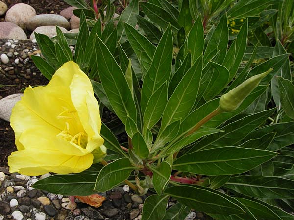 Oenothera macrocarpa \ Missouri-Nachtkerze / Missouri Evening Primrose, D Mainz 3.8.2014