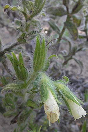 Onosma arenaria \ Sand-Lotwurz / Purple Goldendrop, D Botan. Gar.  Universit.  Mainz 4.8.2007