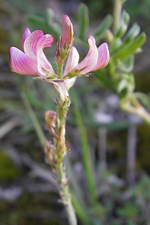 Onobrychis viciifolia \ Futter-Esparsette, Saat-Esparsette / Sainfoin, D Günzburg 22.5.2009