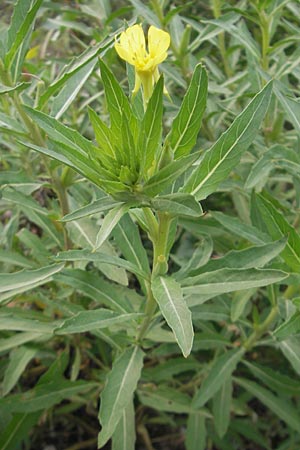 Oenothera oakesiana \ Ksten-Nachtkerze, Sand-Nachtkerze / Sandy Evening Primrose, D Mannheim 22.7.2011