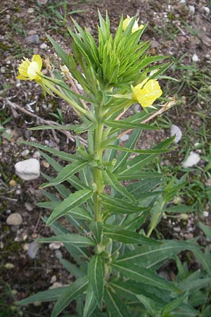 Oenothera oakesiana \ Ksten-Nachtkerze, Sand-Nachtkerze, D Mannheim 22.7.2011