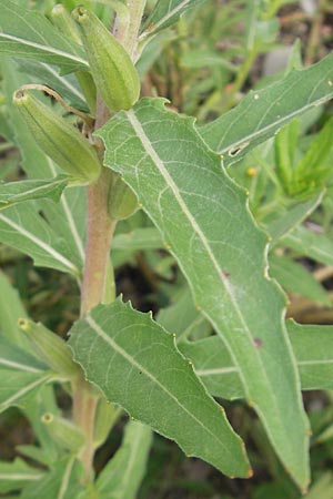 Oenothera oakesiana \ Ksten-Nachtkerze, Sand-Nachtkerze, D Mannheim 22.7.2011