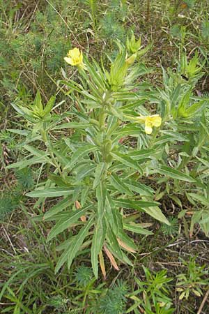 Oenothera oakesiana \ Ksten-Nachtkerze, Sand-Nachtkerze, D Mannheim 22.7.2011