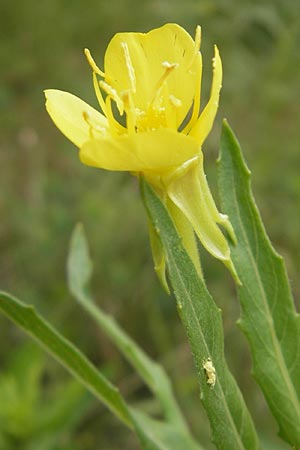 Oenothera oakesiana \ Ksten-Nachtkerze, Sand-Nachtkerze / Sandy Evening Primrose, D Mannheim 22.7.2011