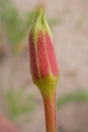 Oenothera oakesiana \ Ksten-Nachtkerze, Sand-Nachtkerze, D Mannheim 24.6.2013