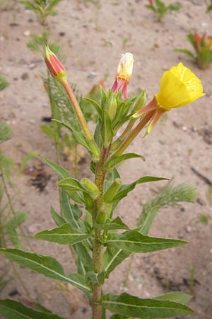 Oenothera oakesiana \ Ksten-Nachtkerze, Sand-Nachtkerze / Sandy Evening Primrose, D Mannheim 24.6.2013