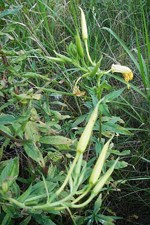 Oenothera oehlkersii \ Oehlkers-Nachtkerze, D Jugenheim an der Bergstraße 16.7.2014