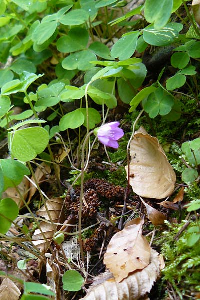 Oxalis acetosella forma rosea \ Rosa Wald-Sauerklee / Pink Wood Sorrel, D Odenwald, Waldbrunn 9.5.2014