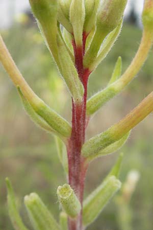 Oenothera drawertii \ Drawerts Nachtkerze, D Weinheim an der Bergstraße 15.7.2011