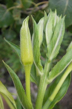 Oenothera suaveolens ? \ Wohlriechende Nachtkerze / Smelling Evening Primrose, D Mannheim 22.7.2011