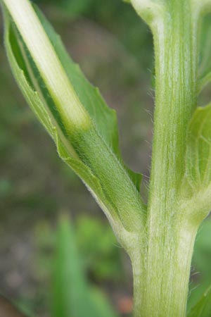 Oenothera suaveolens ? \ Wohlriechende Nachtkerze, D Mannheim 22.7.2011