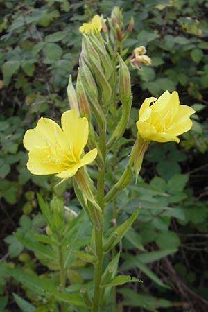 Oenothera fallax \ Tuschende Nachtkerze, D Mannheim 22.7.2011