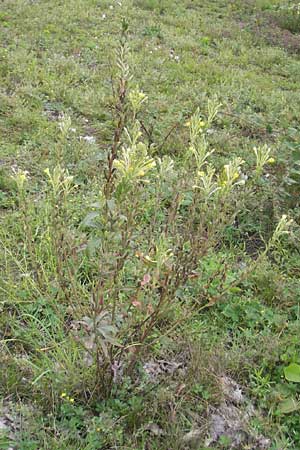 Oenothera deflexa \ Abgebogene Nachtkerze / Leipzig Evening Primrose, D Mannheim 12.8.2011