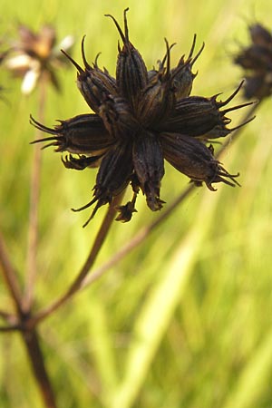 Oenanthe peucedanifolia \ Haarstrang-Wasserfenchel, D Pfalz, Bellheim 11.7.2013