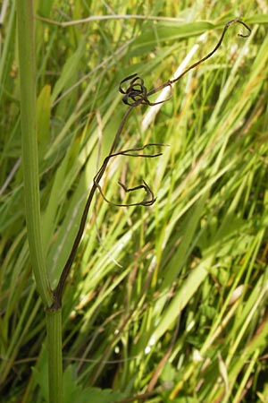 Oenanthe peucedanifolia \ Haarstrang-Wasserfenchel, D Pfalz, Bellheim 11.7.2013