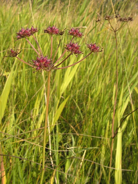 Oenanthe peucedanifolia \ Haarstrang-Wasserfenchel, D Pfalz, Bellheim 11.7.2013