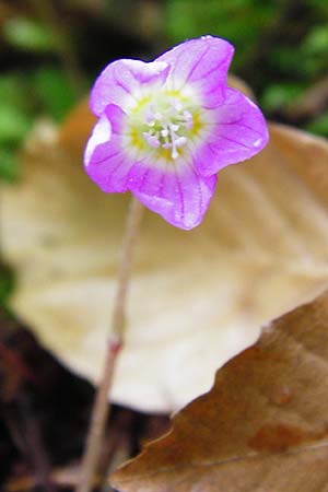 Oxalis acetosella forma rosea \ Rosa Wald-Sauerklee / Pink Wood Sorrel, D Odenwald, Waldbrunn 9.5.2014