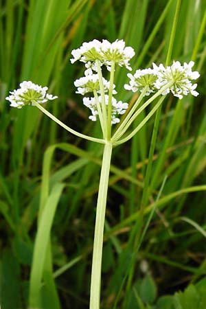 Oenanthe peucedanifolia \ Haarstrang-Wasserfenchel, D Pfalz, Bellheim 21.5.2014