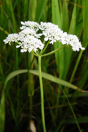 Oenanthe peucedanifolia \ Haarstrang-Wasserfenchel / Dropwort, D Pfalz, Bellheim 21.5.2014