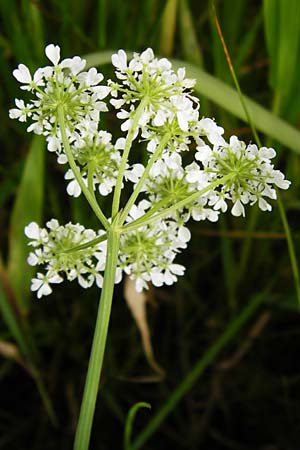 Oenanthe peucedanifolia / Dropwort, D Pfalz, Bellheim 21.5.2014