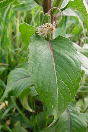 Oenothera paradoxa \ Seltsame Nachtkerze, D Philippsburg 28.7.2014