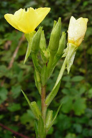 Oenothera rubriaxis \ Rotachsige Nachtkerze / Red-Axis Evening Primrose, D Odenwald, Mörlenbach 5.8.2014