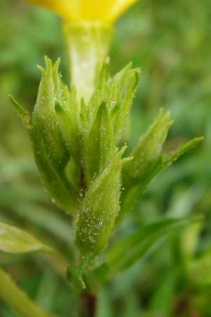 Oenothera rubriaxis \ Rotachsige Nachtkerze / Red-Axis Evening Primrose, D Odenwald, Mörlenbach 5.8.2014