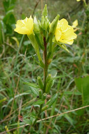 Oenothera rubriaxis \ Rotachsige Nachtkerze / Red-Axis Evening Primrose, D Odenwald, Mörlenbach 5.8.2014