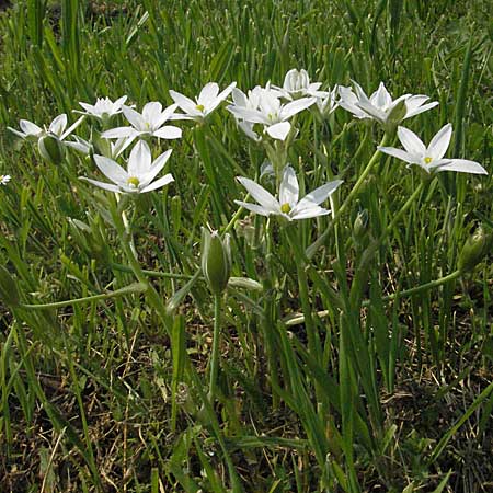 Ornithogalum divergens \ Spreizender Dolden-Milchstern / Lesser Star of Bethlehem, D Urphar am Main 6.5.2006