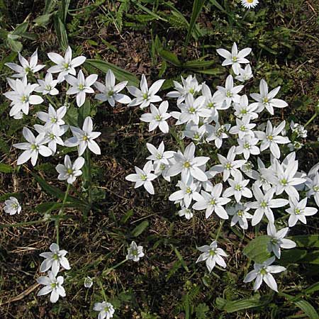 Ornithogalum divergens \ Spreizender Dolden-Milchstern / Lesser Star of Bethlehem, D Urphar am Main 6.5.2006