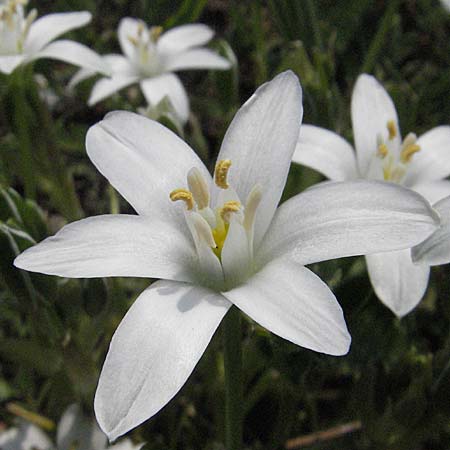 Ornithogalum divergens \ Spreizender Dolden-Milchstern / Lesser Star of Bethlehem, D Urphar am Main 6.5.2006