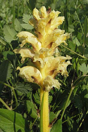 Orobanche alsatica subsp. alsatica / Alsatian Broomrape, D Bruchsal 14.6.2006