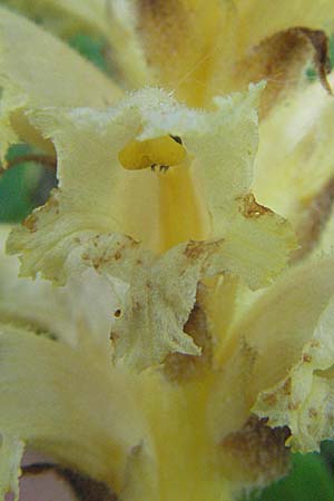 Orobanche alsatica subsp. alsatica, Alsatian Broomrape