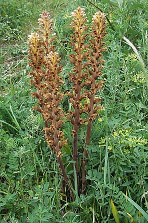 Orobanche lutea \ Gelbe Sommerwurz / Yellow Broomrape, D Hemsbach 11.5.2007