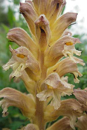 Orobanche lutea \ Gelbe Sommerwurz / Yellow Broomrape, D Hemsbach 11.5.2007