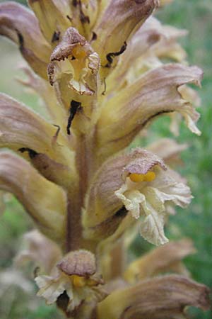 Orobanche lutea / Yellow Broomrape, D Hemsbach 11.5.2007