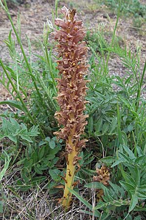 Orobanche elatior \ Groe Sommerwurz / Tall Broomrape, D Hemsbach 11.5.2007