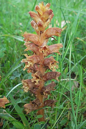 Orobanche lucorum \ Hain-Sommerwurz / Barberry Broomrape, D Botan. Gar.  Universit.  Heidelberg 22.5.2007