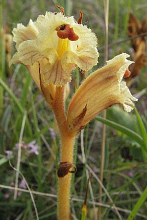 Orobanche alba \ Weie Sommerwurz, D Neuleiningen 12.6.2007