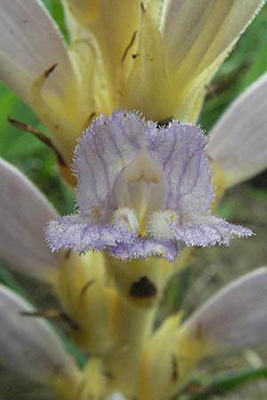 Phelipanche arenaria, Wormwood Broomrape