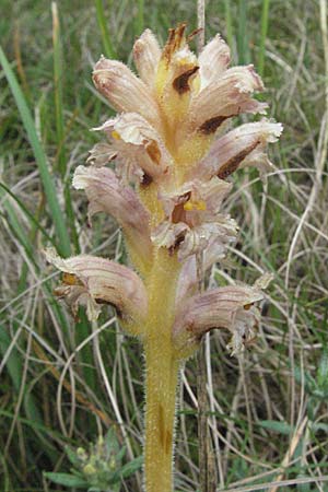 Orobanche teucrii / Germander Broomrape, D Karlstadt 16.6.2007