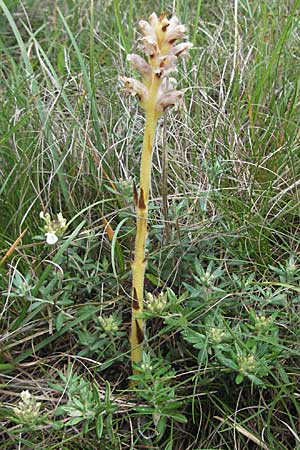 Orobanche teucrii / Germander Broomrape, D Karlstadt 16.6.2007