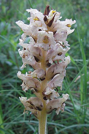 Orobanche teucrii \ Gamander-Sommerwurz / Germander Broomrape, D Karlstadt 16.6.2007