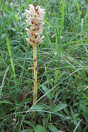 Orobanche teucrii / Germander Broomrape, D Karlstadt 16.6.2007