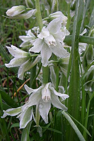 Ornithogalum nutans \ Nickender Milchstern, D Ingelheim 5.4.2008