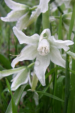 Ornithogalum nutans \ Nickender Milchstern / Drooping Star of Bethlehem, D Ingelheim 5.4.2008